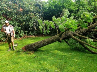 2021 Noční bouři (30.6.) podlehl Phellodendron amurense - korkovník amurský...