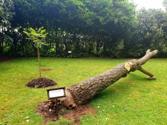 Více než 30 letý korkovník, který podlehl bouři má malou náhradu 14.7. 2021