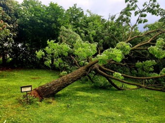 2021 Noční bouři (30.6.) podlehl Phellodendron amurense - korkovník amurský...