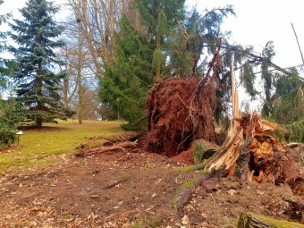 Škody po silném větru v 02/2022 - dolní park