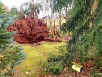 Škody po silném větru v 02/2022 - dolní park