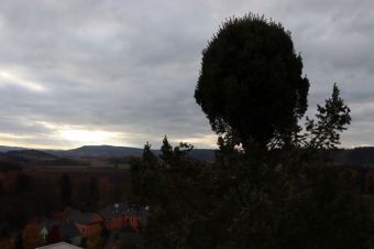 2021 Čarověník a Pseudotsuga menziesii - douglaska tisolistá v horním parku (fota z koruny stromů) v 11/2021