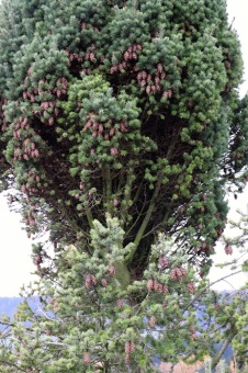 2021 Čarověník a Pseudotsuga menziesii - douglaska tisolistá v horním parku (fota z koruny stromů) v 11/2021