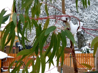 2021 Zima v Arboretu Žampach