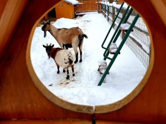 2021 Zima v Arboretu Žampach