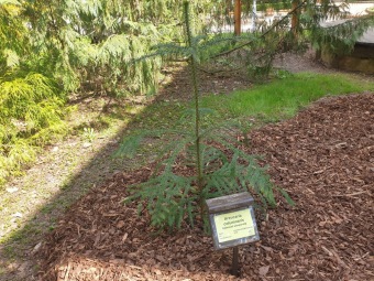 2023 Araucaria araucana (blahočet čilský) a Araucaria columnaris (blahočet sloupovitý)