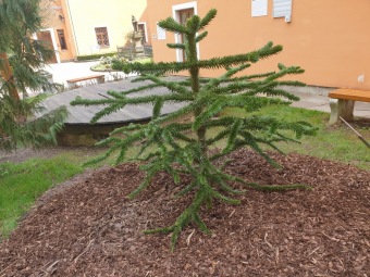 2023 Araucaria araucana (blahočet čilský) a Araucaria columnaris (blahočet sloupovitý)