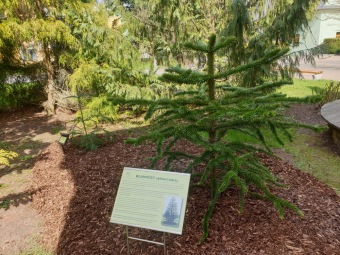 2023 Araucaria araucana (blahočet čilský) a Araucaria columnaris (blahočet sloupovitý)