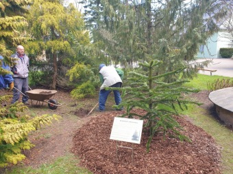 2023 Araucaria araucana (blahočet čilský) a Araucaria columnaris (blahočet sloupovitý)