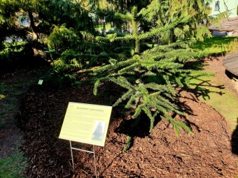 2023 Araucaria araucana (blahočet čilský) a Araucaria columnaris (blahočet sloupovitý)