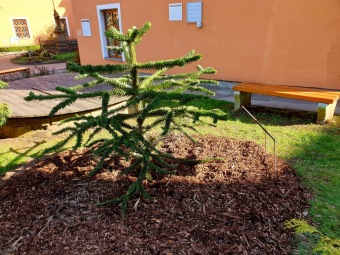 2023 Araucaria araucana (blahočet čilský) a Araucaria columnaris (blahočet sloupovitý)
