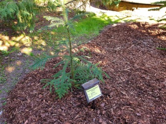 2023 Araucaria araucana (blahočet čilský) a Araucaria columnaris (blahočet sloupovitý)