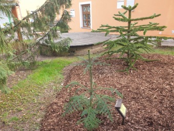 2023 Araucaria araucana (blahočet čilský) a Araucaria columnaris (blahočet sloupovitý)
