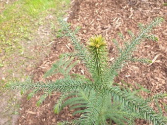 2023 Araucaria araucana (blahočet čilský) a Araucaria columnaris (blahočet sloupovitý)