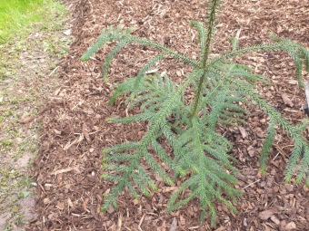 2023 Araucaria araucana (blahočet čilský) a Araucaria columnaris (blahočet sloupovitý)