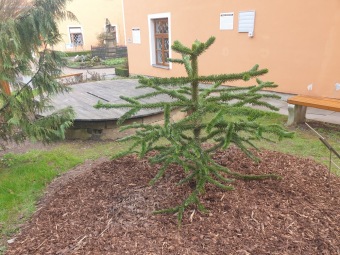 2023 Araucaria araucana (blahočet čilský) a Araucaria columnaris (blahočet sloupovitý)