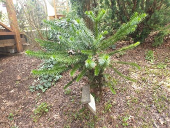 2023 Araucaria araucana (blahočet čilský) a Araucaria columnaris (blahočet sloupovitý)