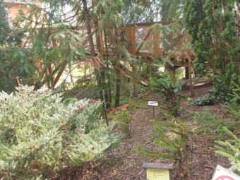 2023 Araucaria araucana (blahočet čilský) a Araucaria columnaris (blahočet sloupovitý)