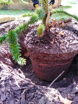 2023 Araucaria araucana (blahočet čilský) a Araucaria columnaris (blahočet sloupovitý)
