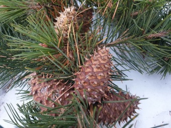 2023 Pinus pungens - borovice pichlavá - 30letý strom padl při silném větru dne 4.2. 2023