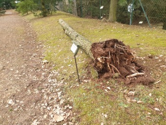 2023 Pinus pungens - borovice pichlavá - 30letý strom padl při silném větru dne 4.2. 2023