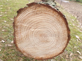 2023 Pinus pungens - borovice pichlavá - 30letý strom padl při silném větru dne 4.2. 2023