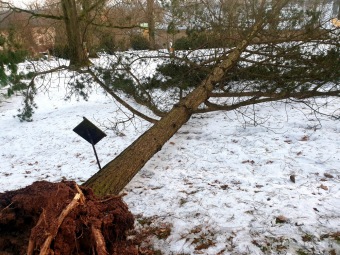 2023 Pinus pungens - borovice pichlavá - 30letý strom padl při silném větru dne 4.2. 2023