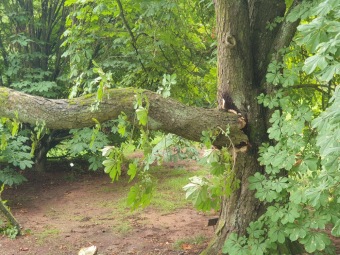 2023 Úklid po bouřce 26.8. - jírovec dolní park