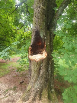 2023 Úklid po bouřce 26.8. - jírovec dolní park