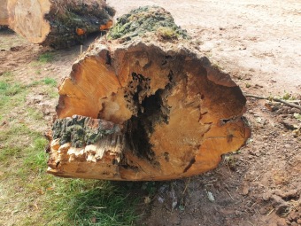 2023 stoletá bříza bělokorá (Betula pendula) musela uvolnit své místo (17.8.)