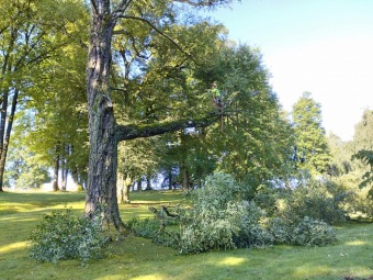 2023 stoletá bříza bělokorá (Betula pendula) musela uvolnit své místo (17.8.)