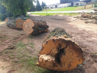 2023 stoletá bříza bělokorá (Betula pendula) musela uvolnit své místo (17.8.)