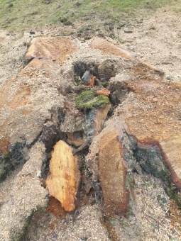 2023 stoletá bříza bělokorá (Betula pendula) musela uvolnit své místo (17.8.)