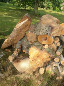 2023 stoletá bříza bělokorá (Betula pendula) musela uvolnit své místo (17.8.)