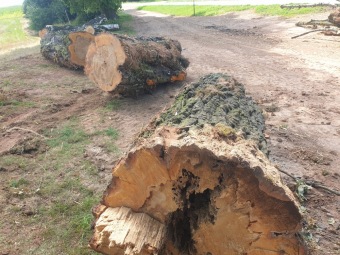 2023 stoletá bříza bělokorá (Betula pendula) musela uvolnit své místo (17.8.)