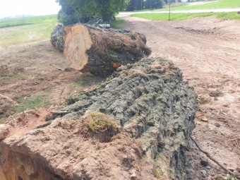 2023 stoletá bříza bělokorá (Betula pendula) musela uvolnit své místo (17.8.)