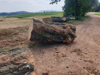 2023 stoletá bříza bělokorá (Betula pendula) musela uvolnit své místo (17.8.)