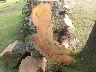 2023 stoletá bříza bělokorá (Betula pendula) musela uvolnit své místo (17.8.)