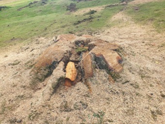 2023 stoletá bříza bělokorá (Betula pendula) musela uvolnit své místo (17.8.)
