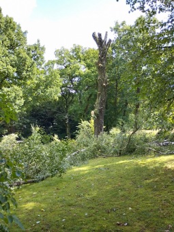 2023 stoletá bříza bělokorá (Betula pendula) musela uvolnit své místo (17.8.)