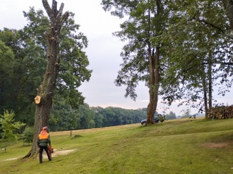 2023 stoletá bříza bělokorá (Betula pendula) musela uvolnit své místo (17.8.)