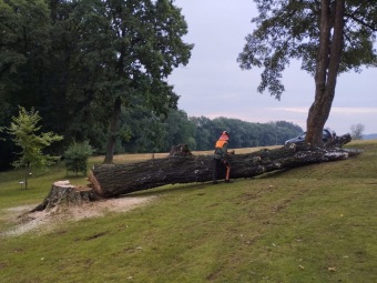 2023 stoletá bříza bělokorá (Betula pendula) musela uvolnit své místo (17.8.)