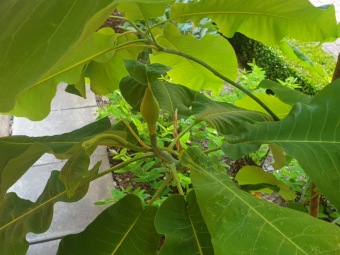 Magnolia macrophylla šácholan velkolistý 