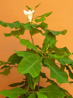 Magnolia macrophylla šácholan velkolistý    