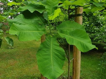 Magnolia macrophylla ssp. ashei - šácholan velkolistý...