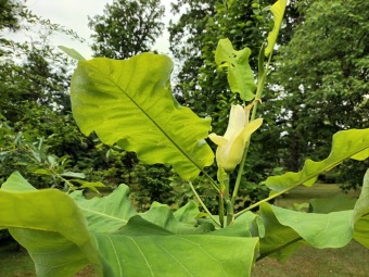 Magnolia macrophylla ssp. ashei - šácholan velkolistý..