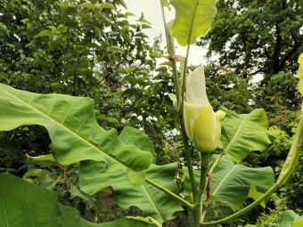 Magnolia macrophylla ssp. ashei - šácholan velkolistý.