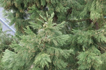 2023 Sequoiadendron giganteum - sekvojovec obrovský - v koruně stromu (18.4.)
