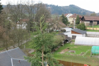 2023 Sequoiadendron giganteum - sekvojovec obrovský - v koruně stromu (18.4.)