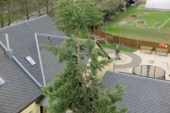 2023 Sequoiadendron giganteum - sekvojovec obrovský - v koruně stromu (18.4.)